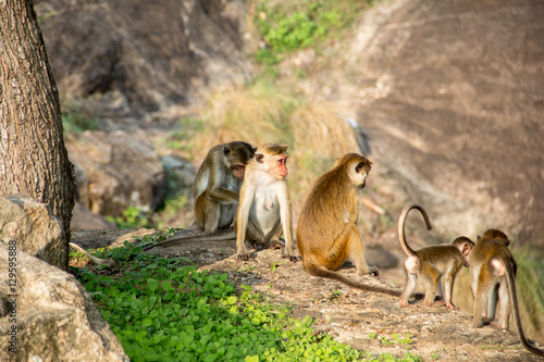 The cute family of monkeys are sitting near mountain © DZMITRY ZAREMBA
