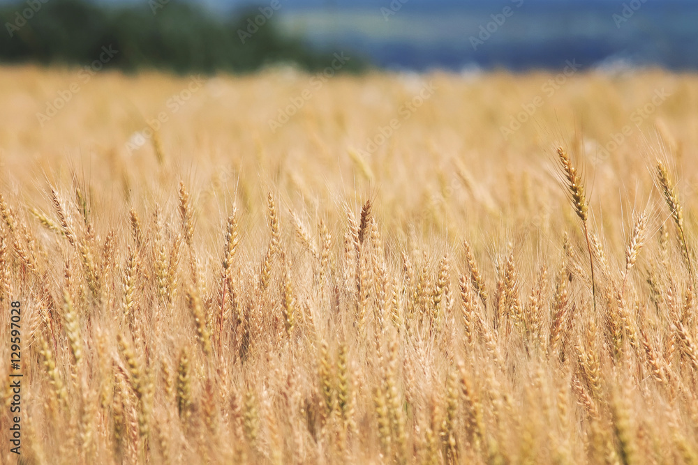 agricultural field with gold ears of wheat agricultural field with gold ears of wheat