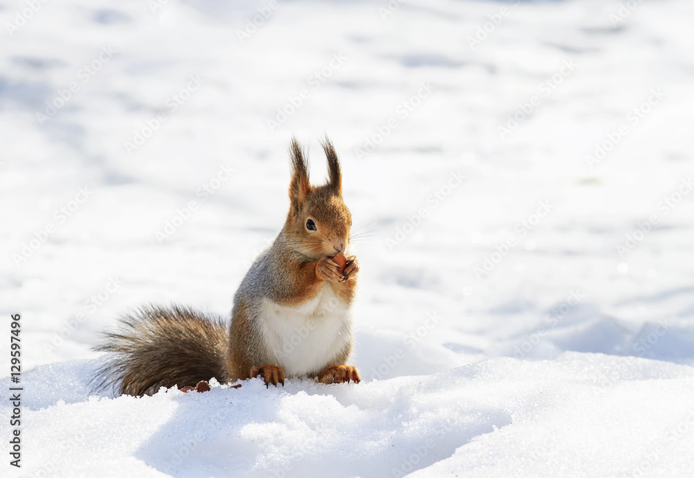 beautiful fluffy squirrel eating nuts on a white snow in the winter forest beautiful fluffy squirrel eating nuts on a white snow in the winter forest