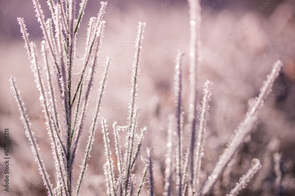 Fototapeta premium Genista Heath
