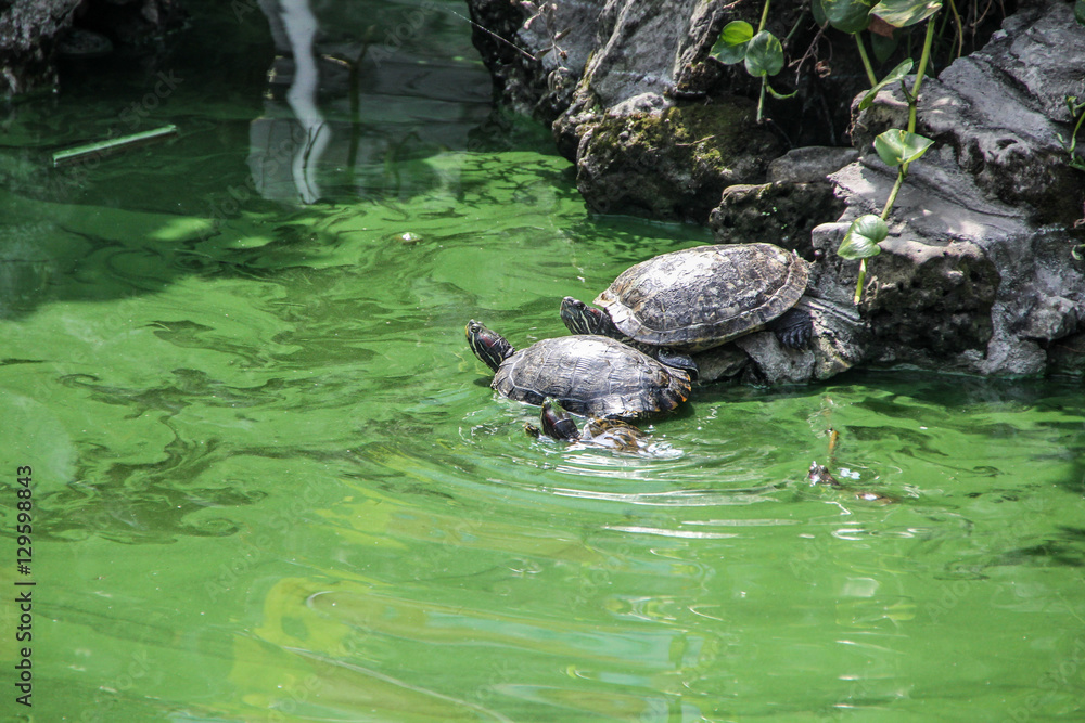 Obraz premium turtle, animal, nature, wildlife, reptile, water, tortoise, shel