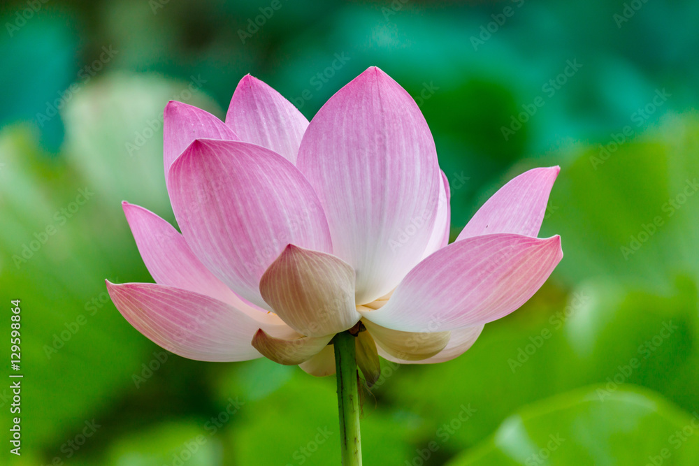 Lotus flower and Lotus flower plants