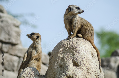 Meerkats on Zoom BioPark in Cumiana, Italy photo