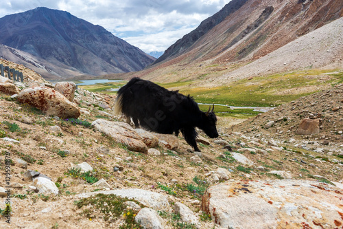 Yaks with natural landscape in Leh Ladakh