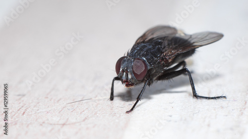 Photos closeup view of housefly on the floor isolated, macro