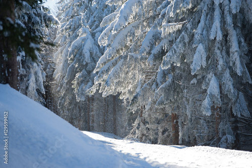 Wallpaper Mural Zimowe drzewa w Masywie Śnieżnika Torontodigital.ca