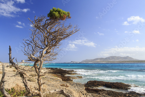 Fototapeta Naklejka Na Ścianę i Meble -  Stintino, in Sardegna mare e cielo, acqua e rocce, acqua limpida, sole sull'isola.
