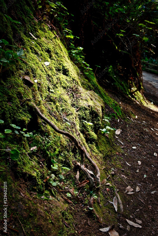 moss overgrown moss overgrown