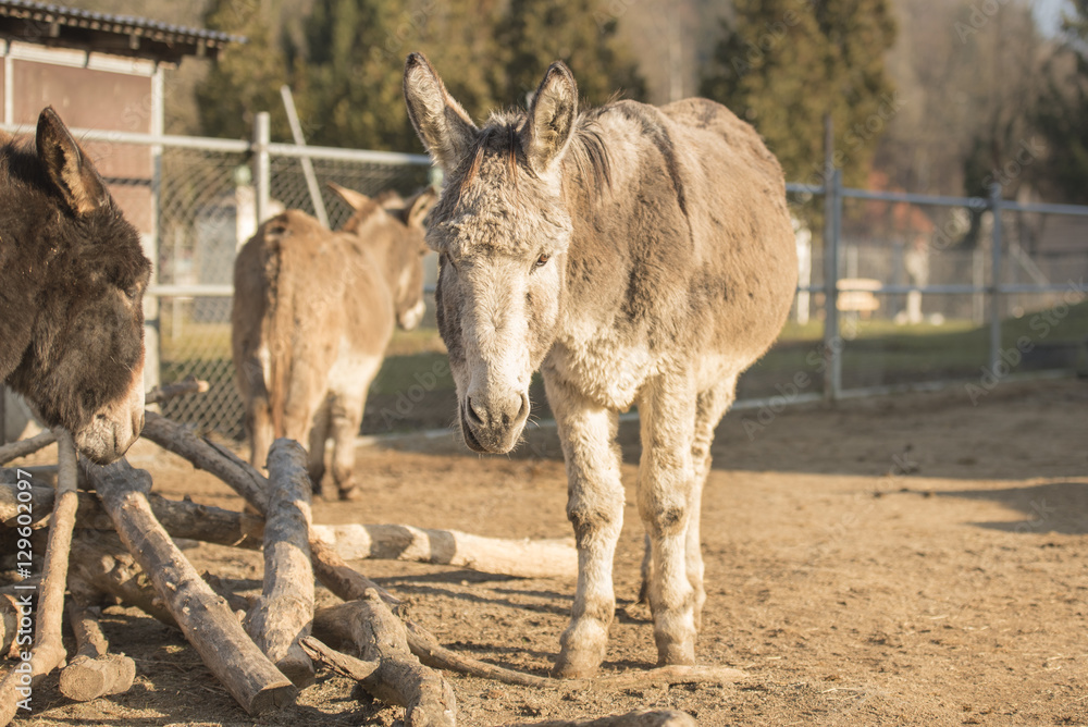Fototapeta premium Donkey on the pasture
