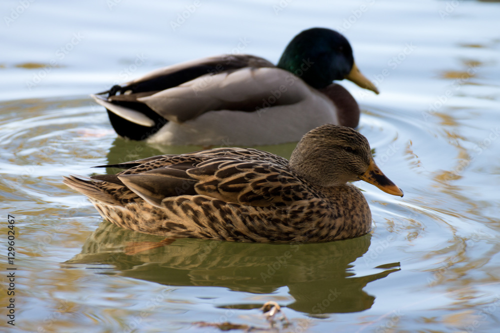 Obraz premium canard sauvage col-vert sur un étang
