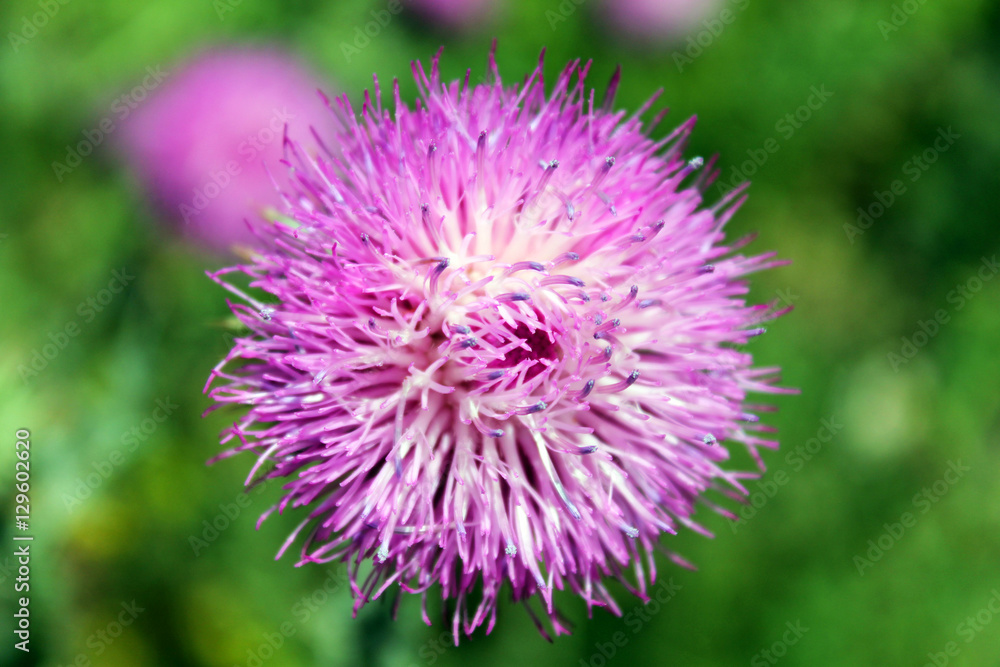 chardon rose chardon rose