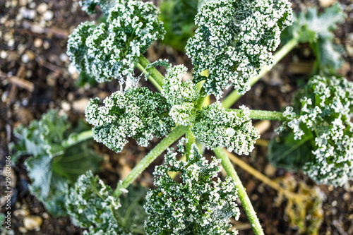 Frostschäden an Gemüse photo