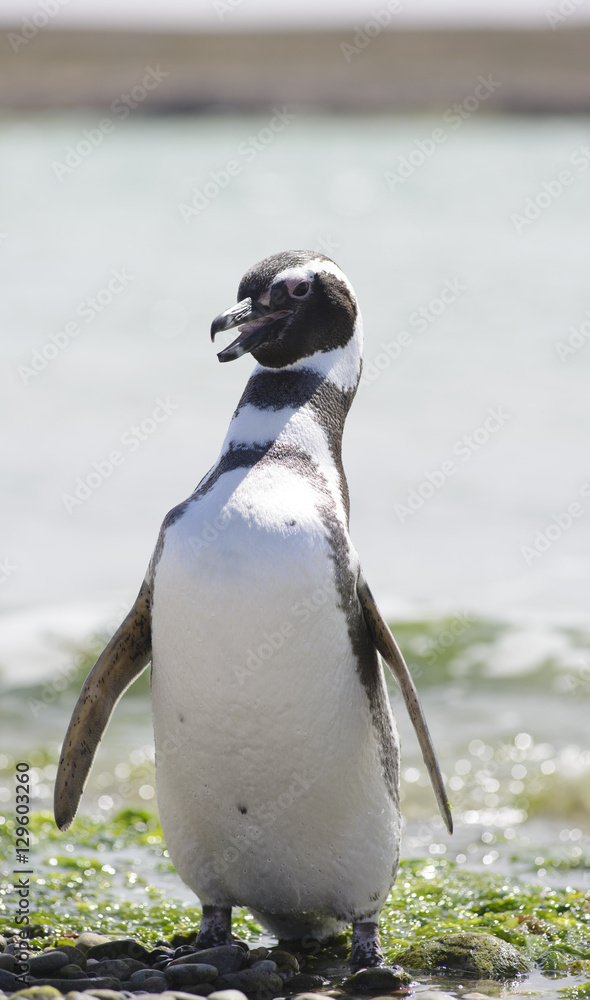 Fototapeta premium Magallanic Penguin (Spheniscus Magallanicus), Atlantic Coast, Patagonia, Argentina. 