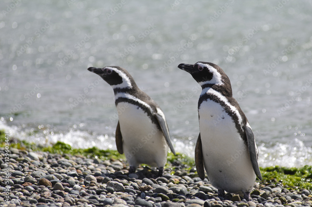 Fototapeta premium Magallanic Penguin (Spheniscus Magallanicus), Atlantic Coast, Patagonia, Argentina. 