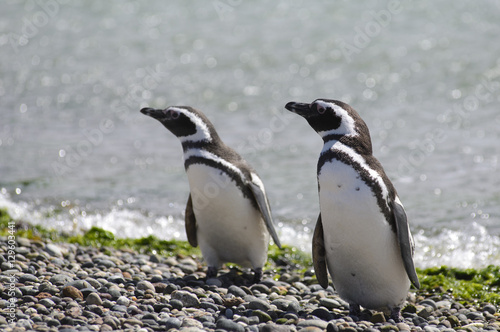 Magallanic Penguin  Spheniscus Magallanicus   Atlantic Coast  Patagonia  Argentina. 