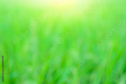 Abstract blur of green grass background