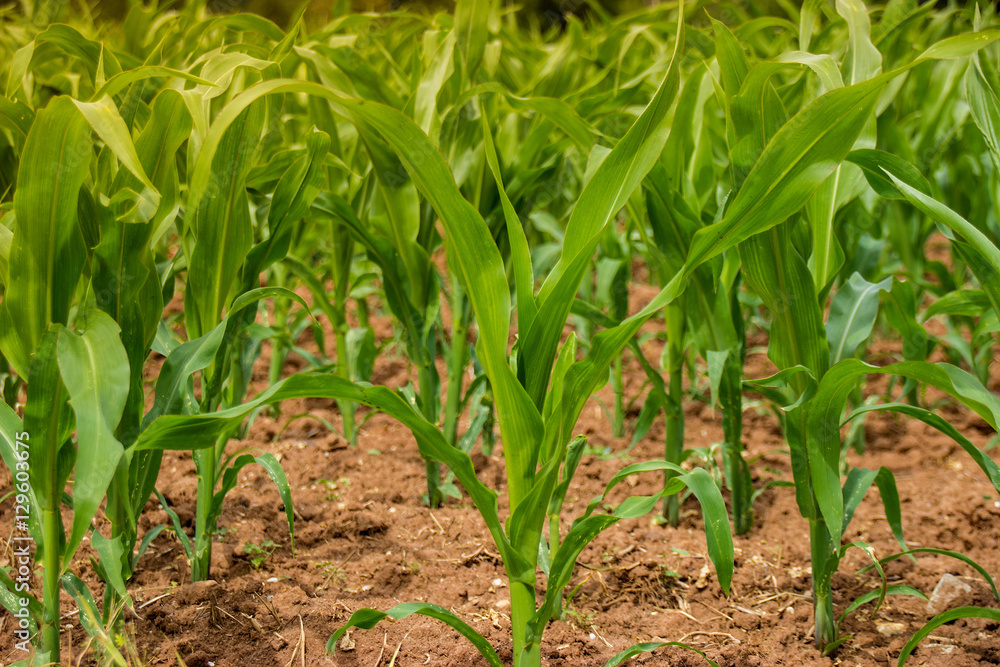 Fototapeta premium Corn field agriculture.Rural farm land in summer. Plant growth. Farming scene.Organic leaf