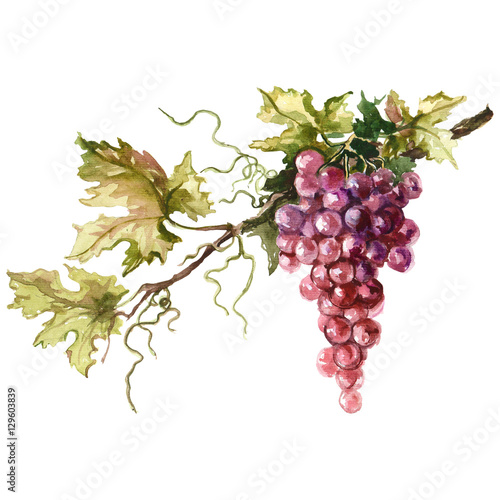 Watercolor illustration of grape branch.