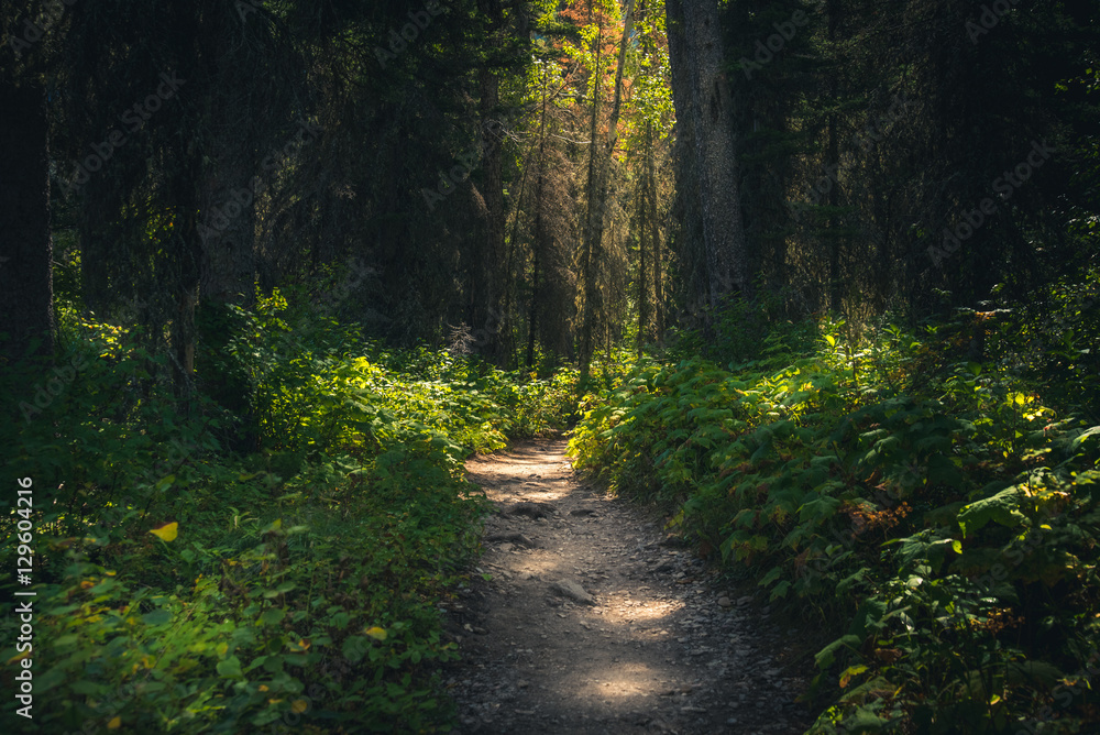 Obraz premium Forest path dappled with sunlight.