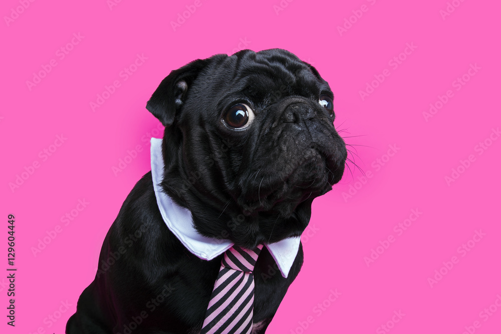 Black pug dog portrait on pink bacground. Puppy wearing bow tie