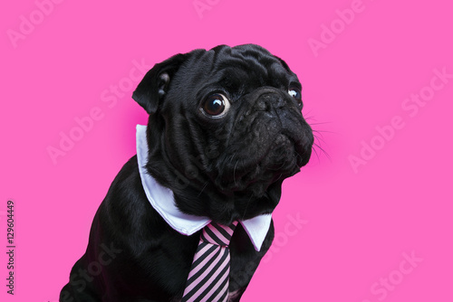 Black pug dog portrait on pink bacground. Puppy wearing bow tie.