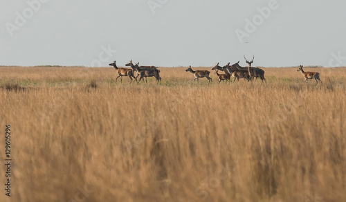 Deer with doe and fawns in the steppe at sunset. Selective focus.