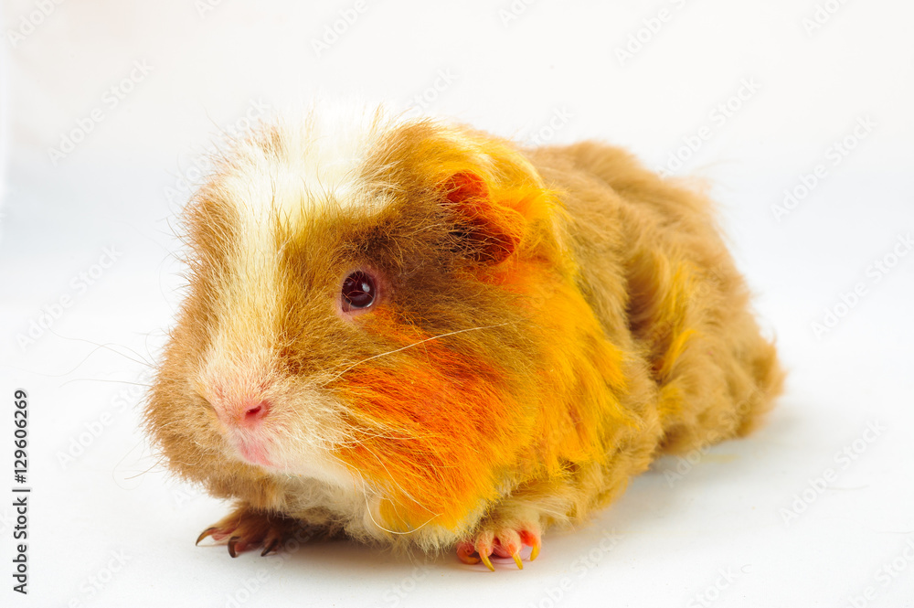 One guinea pig merino on white background One guinea pig merino on white background