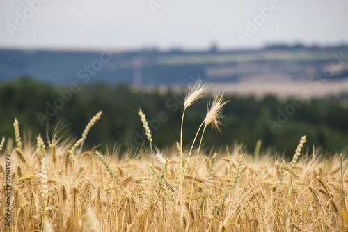 Beautiful view of the field a on a sunny day. Wheat - Close up of a wheat field.Golden Ripe Wheat Field