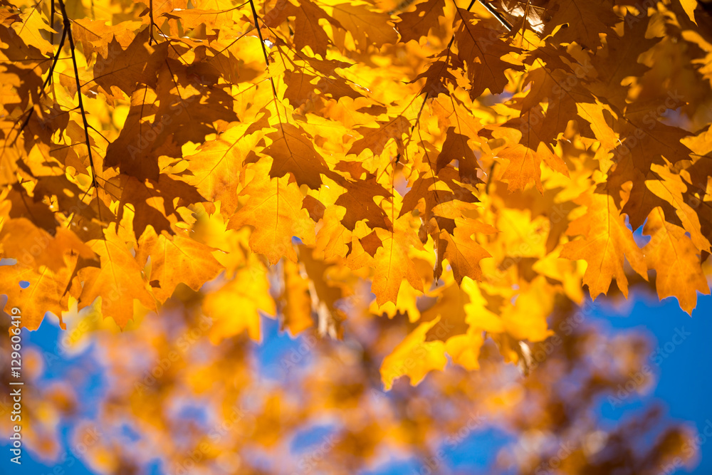 leaves in autumn season leaves in autumn season