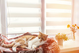 Red and white kitty sleeping in warm wool plaid blanket on a windowsill. Cozy home concept. Coloring and processing photo