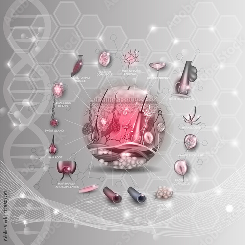 Skin anatomy structure in the round shape detailed anatomy illustration, abstract DNA scientific background