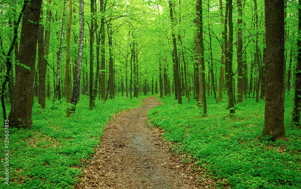 Obraz premium path in forest