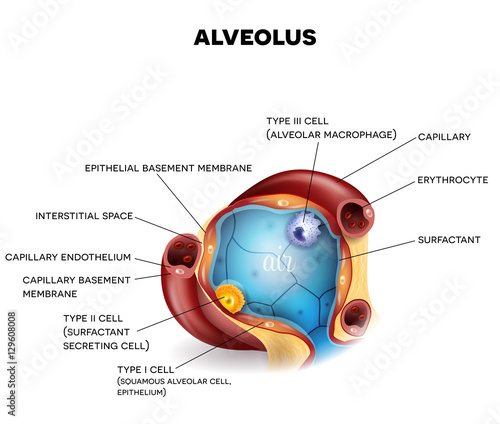 Alveolus closeup anatomy, a part of lungs, respiratory organ. Three types of alveolar cells, capillaries and erythrocytes, air inside alveolus, beautiful colorful illustration