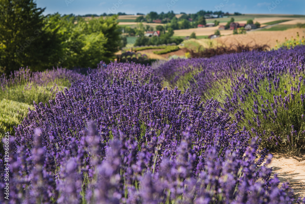 Obraz premium Field of lavender, Poland.