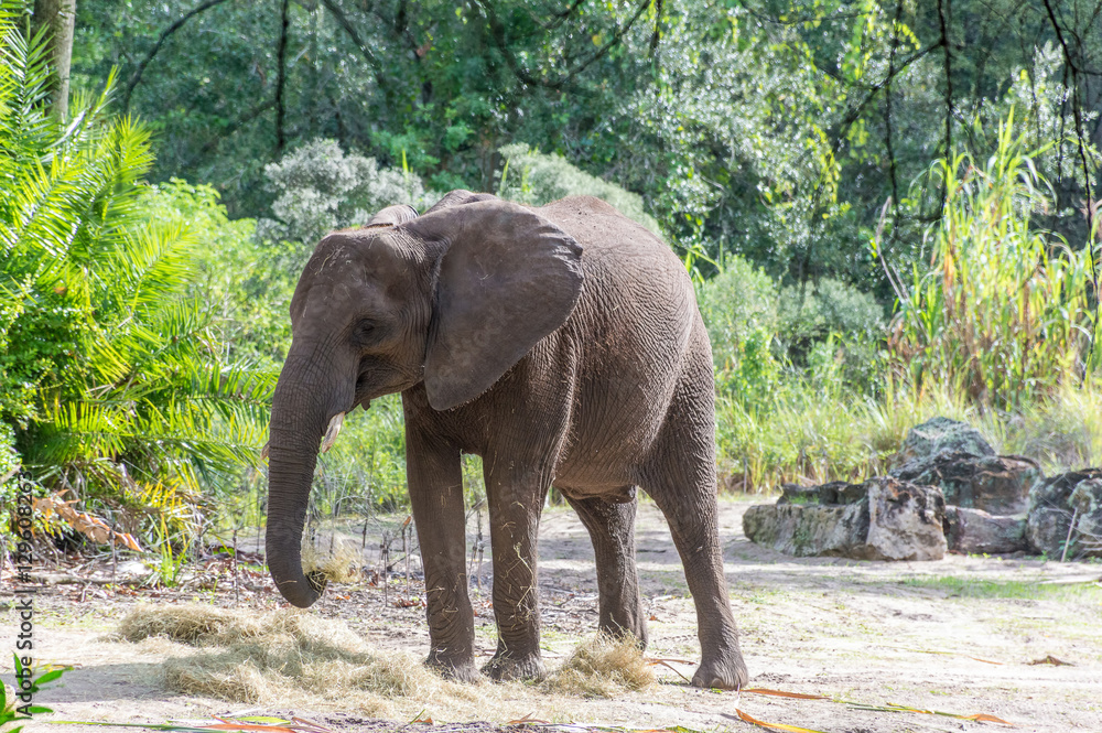 Fototapeta premium African Elephant