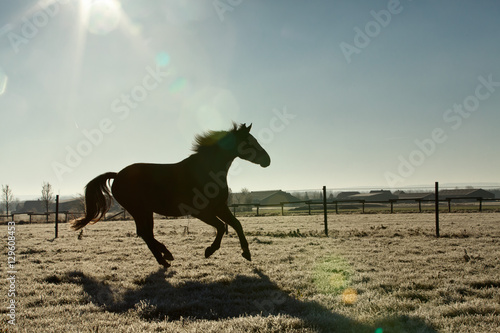 Pferd in Sonnenstrahlen
