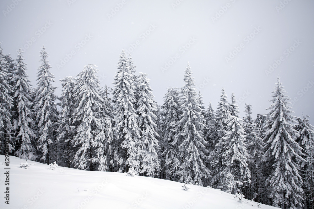 Winter landscape with snow covered forest