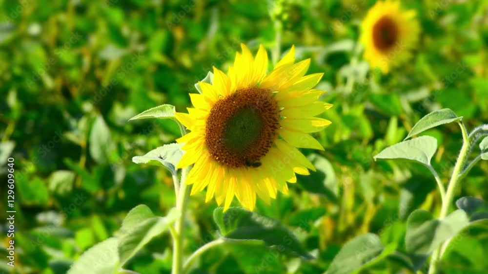 flowering sunflowers on a green nature background flowering sunflowers on a green nature background