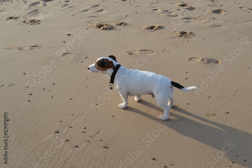 jack russell terrier on sand  © michelle