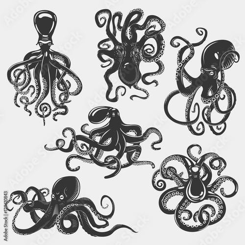Suction cups on octopus tentacle.