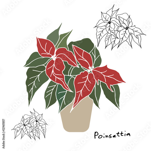 Poinsettia christmas plant drawing