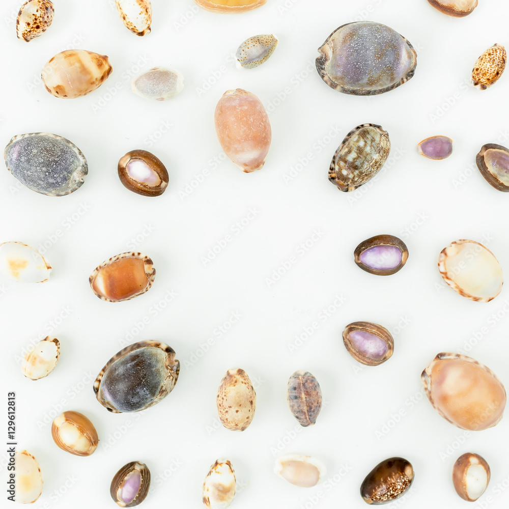 Shells. Flat lay Shells. Flat lay
