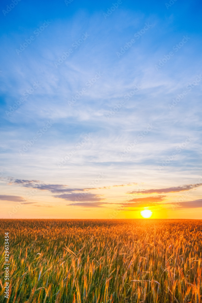 Eared Wheat Field, Summer Cloudy Sky In Sunset Dawn Sunrise. Sky