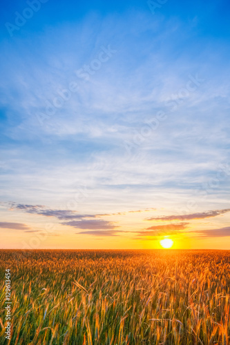 Eared Wheat Field, Summer Cloudy Sky In Sunset Dawn Sunrise. Sky © Grigory Bruev