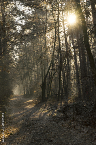 Nebliger Winterwald mit Sonnenstrahlen