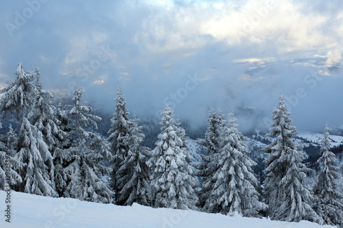 Pine winter forest covered by snow on background mountains