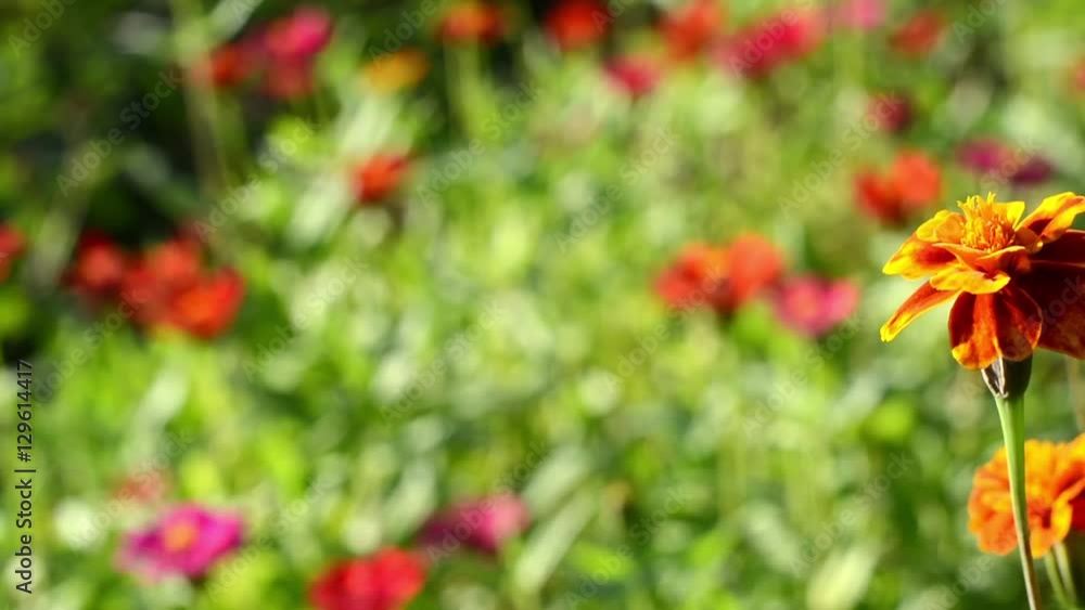 orange flower calendula on green nature background orange flower calendula on green nature background
