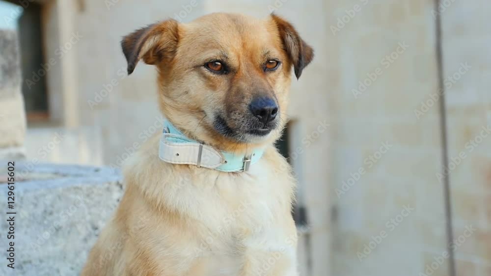 cute dog standing quiet and looking at something: yellow dog, mixed race dog cute dog standing quiet and looking at something: yellow dog, mixed race dog