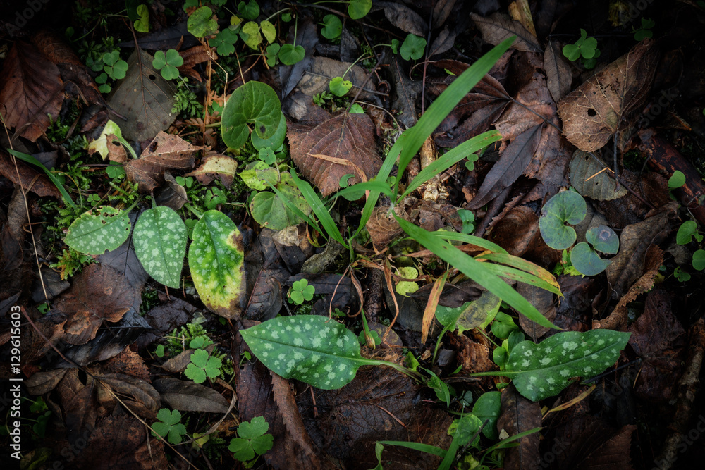 Fototapeta premium Grass and flower leaves between brown fallen tree leaves