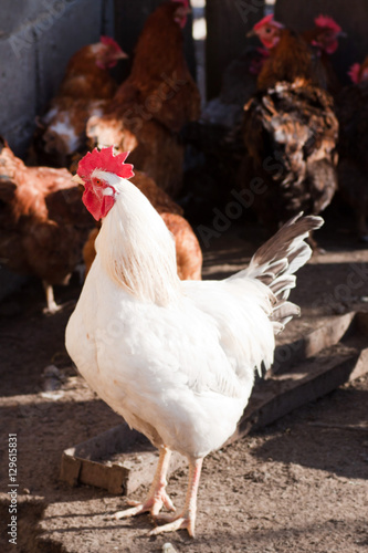 Rooster in the poultry yard.